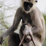 Paul Nevin Sri Lanka Photo Grey Langur mother